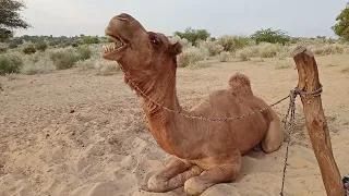 Camel 🐪 in Thar Desert #mostpopularviralvideo2023 #viralvideo #youtube #camelracing  #camelsounds