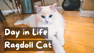 A Day in the Life of a Ragdoll Cat | The Cat Butler