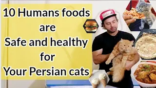 10 Humans foods your cat can eat | Pizza and burgers for cats | Urdu| Hindi