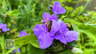 Plant Music | 植物音楽。ムラサキツユクサから抽出した🟣雄大さを感じる植物体の音楽。瞑想やヨガタイムに、また寝入りにおすすめします。