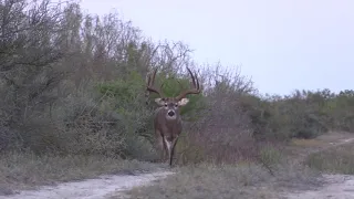 200" 8 point with drop tines