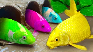 ASMR MUkbang 귀여운 악어 수영장, 다채로운 물고기 | Satisfying Magnetic Rainbow Fish | Stop Motion Funny Animation