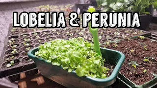 Growing Lobelia & Petunia From Seed