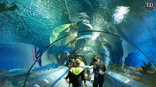 Океанариум Санкт-Петербурга – как выглядит подводный тоннель-аквариум с акулами