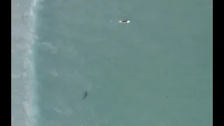 Shark and Surfer at Muizenberg beach