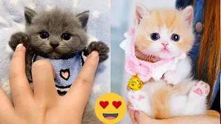 Baby Cats 😻 - Cute and Funny Cat Videos Compilation 2024 💕 #1