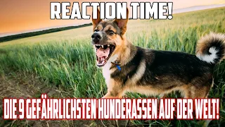 Reaction auf "Die 9 gefährlichsten Hunderassen auf der Welt!"