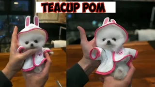 🐾 Toypom 🐶 Mini Pomeranian For You 🐶 🐾 For Sale 🐶 Shipping  Available ✈️ @thecanisworld1164