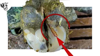 REMOVING a ROTTEN SOLE from a COW's HOOF