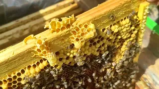 робимо відводки з бджолиних сімей 12.05. 24