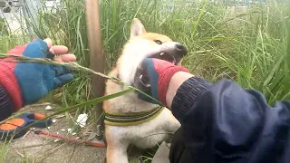 噛まれたー！大流血！！柴犬ポン太絶叫