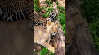 Jaguar and Lion Cuddling! ADORABLE