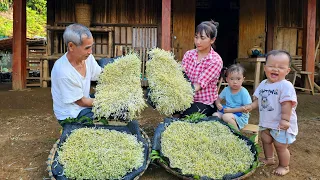 Single mother: Planted Green Bean Sprouts with her grandfather - Harvest after 3 days for sale.