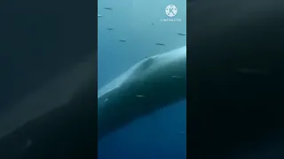 Whale Migration