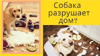 Собака разрушает дом и портит вещи? как объяснить что так нельзя ПОРТИТЬ ВЕЩИ?