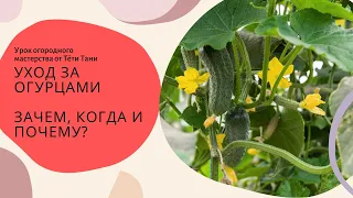 538. Огурцов бывает слишком много...если кормить и поить правильно.