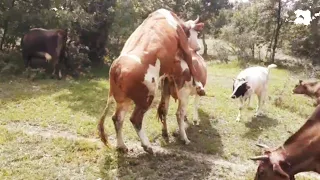 İNEKLERDE DOĞAL TOHUMLAMA #simental#doğaltohumlama#cow#cowmating#