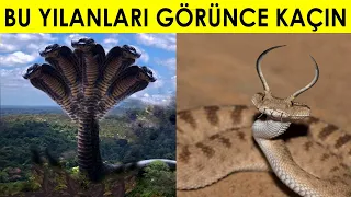 Bu Yılanları Gördükten Sonra Gece Uyuyamayacaksınız ! Dünyanın En Tehlikeli Yılanları..