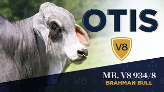 See Mr. V8 934/8 'Otis' - Brahman Bull from V8 Ranch
