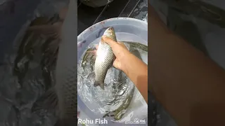 Rohu Fish in our pond