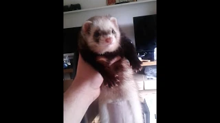 My ferret dooking