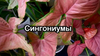 Обзор моих  Сингониумов 🪴