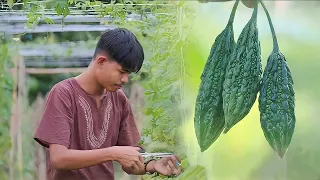 [Story 105] Harvesting TINY bitter gourd and turning it into delicious stew[Pinakbet] |Farm to table