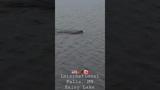 Border Patrol Beaver 🦫 International Falls Minnesota 🇺🇸🇨🇦