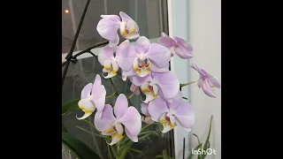 Орхидеи в открытой системе 7 месяцев