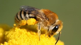 Planet Wissen - Wildbienen