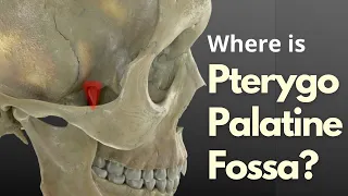 Pterygopalatine fossa