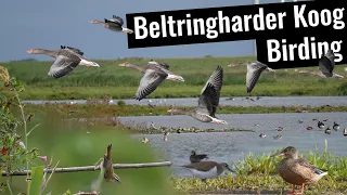 Kampfläufer und Löffelenten | Birding an der Nordsee (Teil 1)