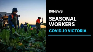 Victoria to receive 1,500 seasonal workers after striking quarantine deal with Tasmania | ABC News