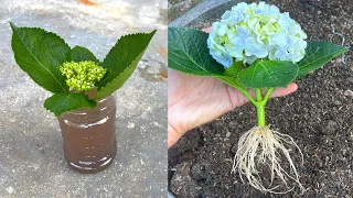 Try growing hydrangeas with flower stems | How to grow hydrangeas