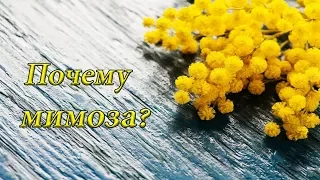 Почему мимоза символ 8 марта?/Anya