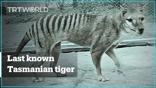 Footage of last known Tasmanian tiger released in colour