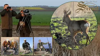 Roebuck hunting in Vojvodina - Conoplja, April 2019. - Frühling Rehbockjagd