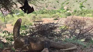 Komodo Dragon Hunting Bats🦇 alive