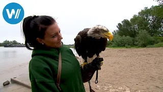 Der romantische Rhein | Der Rhein von oben (3/5)