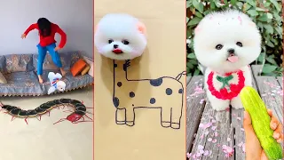 Tik Tok Chó Phốc Sóc Mini 😍 Funny and Cute Pomeranian #410