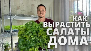 Hydroponic lettuce greens $30 do-it-yourself plant nutrient solution grow yourself