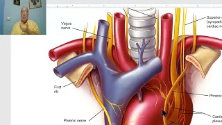 Anatomy CVS Module in Arabic 16 ( Arch of aorta) ,  by Dr, Wahdan