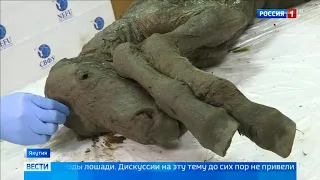 В Якутии нашли останки доисторического жеребенка, сохранившиеся в вечной мерзлоте - Вести 24