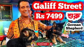 Galiff Street Pet Market Kolkata | dog market in kolkata | Dog Price | Gallif street kolkata | Dogs