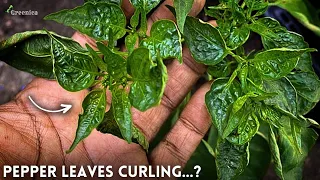 5-Causes of Peppers Leaves Curling Problem & Their Solution.
