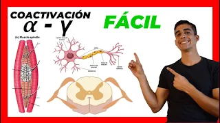 🧠​ Coactivación ALFA Y GAMMA ​✅​ FÁCIL EXPLICACION Motoneurona a y g |