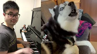 Emotional Husky Dog Waltz