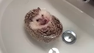 Hedgehog Boat