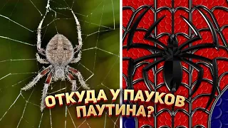 🕸 Откуда у пауков паутина?