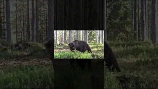 Best Bear fight ever. The cameraman was safe since he was inside a circle. #shorts